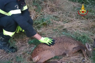 Capriolo intrappolato in un canale, i vigili del fuoco lo salvano